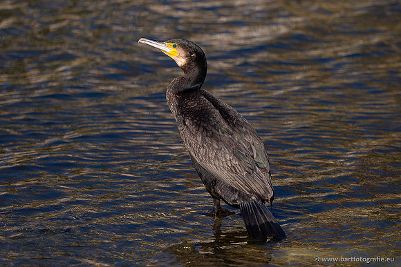 Kust- en Watervogels, Bart Fotografie-544