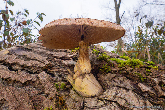 Paddenstoelen 2024-109