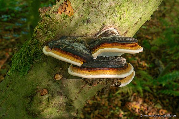 Paddenstoelen 2024-009