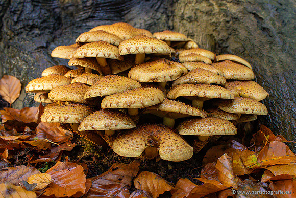 Paddenstoelen 2024-005