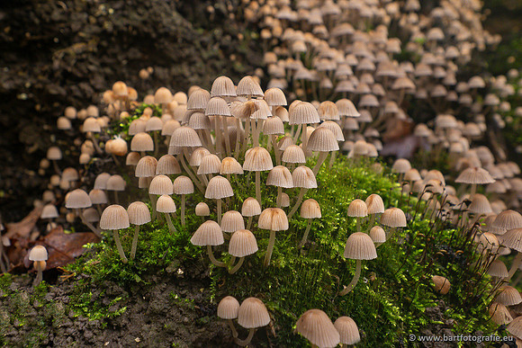 Paddenstoelen 2024-105