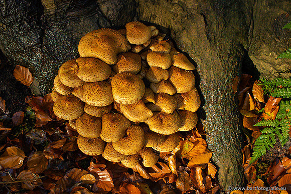 Paddenstoelen 2024-002
