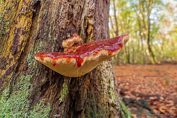 Paddenstoelen 2024-067