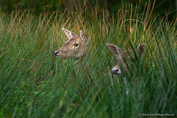 Dierentuinen en Parken Bart Fotografie-431
