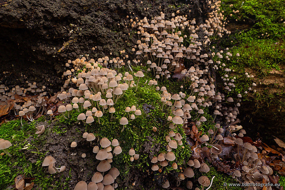 Paddenstoelen 2024-104