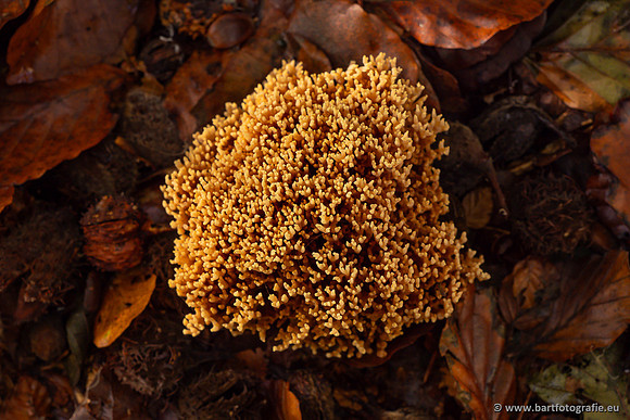 Paddenstoelen 2024-052