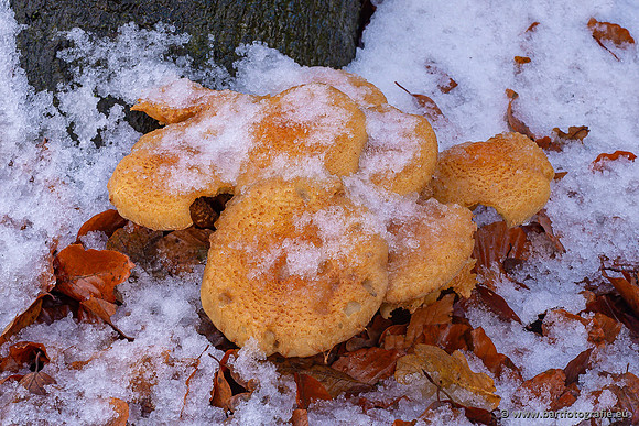 Paddenstoelen 2024-136