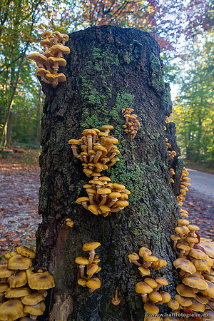Paddenstoelen 2024-028