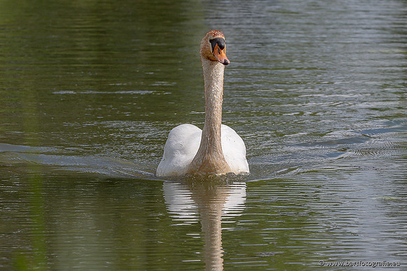 Ganzen en Zwanen, Bart Fotografie-532