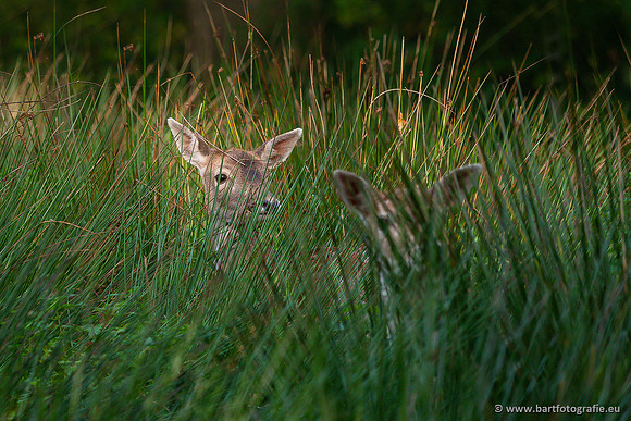 Dierentuinen en Parken Bart Fotografie-430