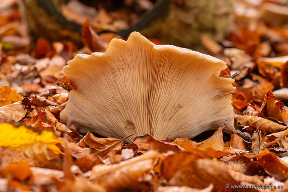Paddenstoelen 2024-119