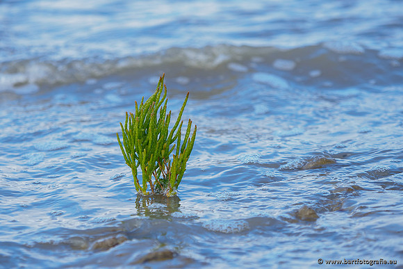 Friesland september 2020 Bart Fotografie-048