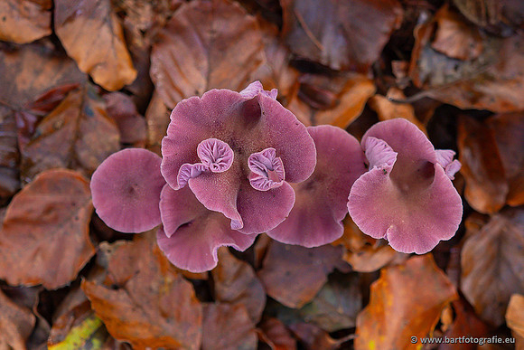 Paddenstoelen 2024-075