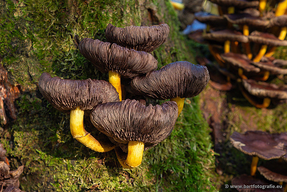 Paddenstoelen 2024-034