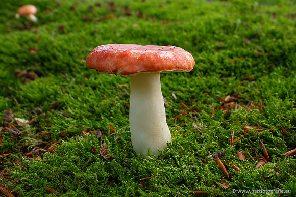Paddenstoelen 2024-018