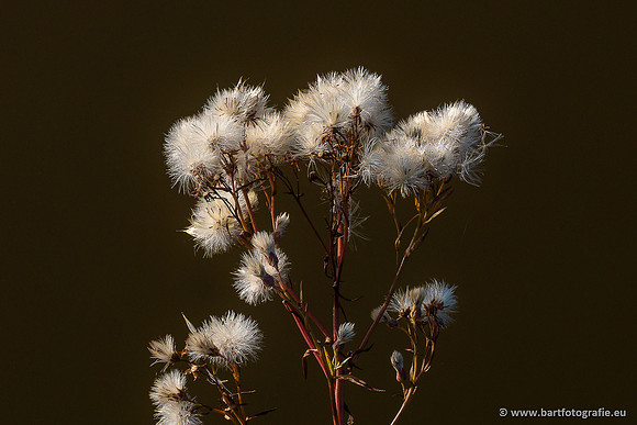 Bloemen en Planten Bart Fotografie-1415