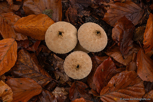 Paddenstoelen 2024-091
