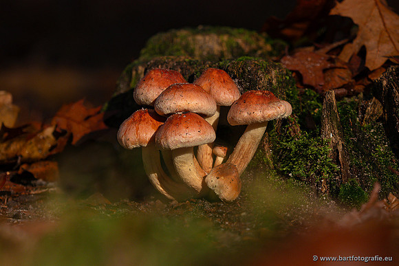 Paddenstoelen 2024-081