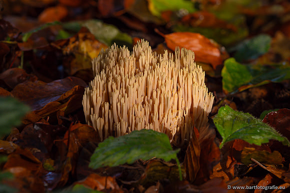 Paddenstoelen 2024-049