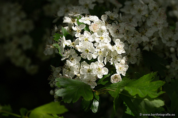 Bloemen en Planten Bart Fotografie-1392
