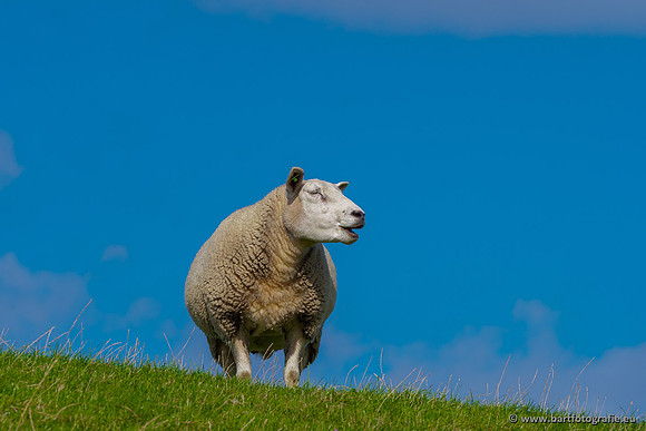 Friesland september 2020 Bart Fotografie-062