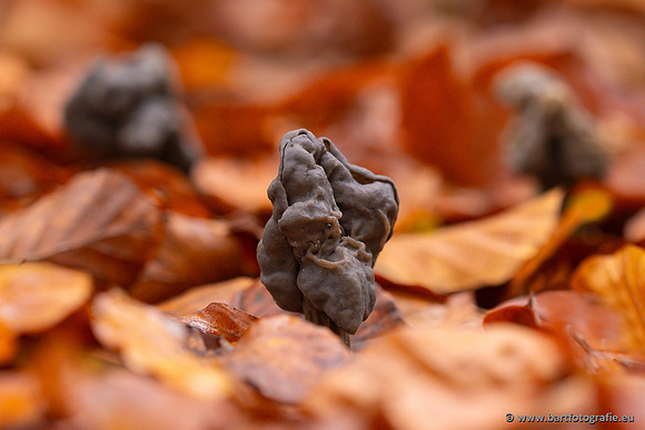 Paddenstoelen 2024-088