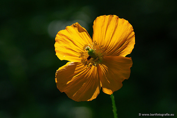 Bloemen en Planten Bart Fotografie-1402