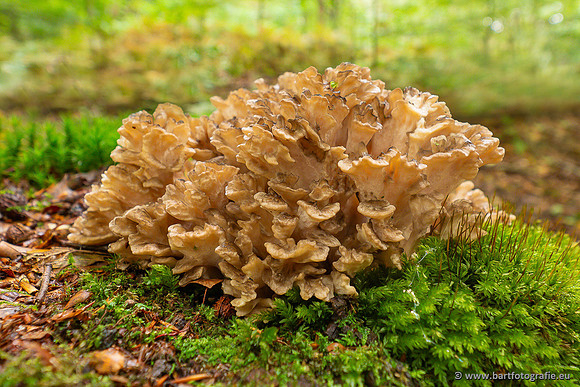 Paddenstoelen 2024-013