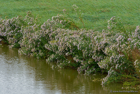 Friesland september 2020 Bart Fotografie-079