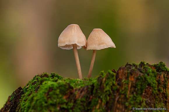 Paddenstoelen 2024-078