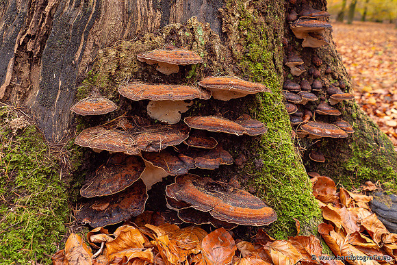 Paddenstoelen 2024-130