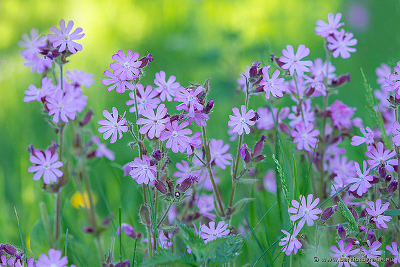 Bloemen en Planten Bart Fotografie-1394
