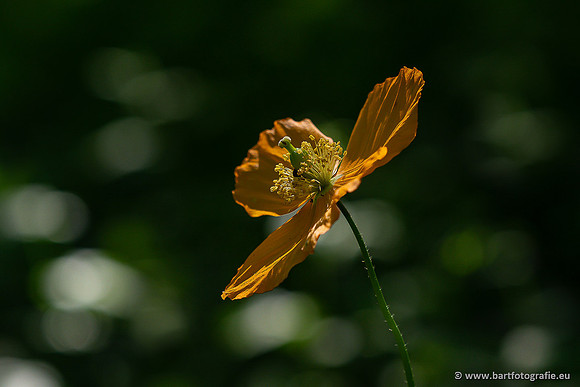 Bloemen en Planten Bart Fotografie-1403