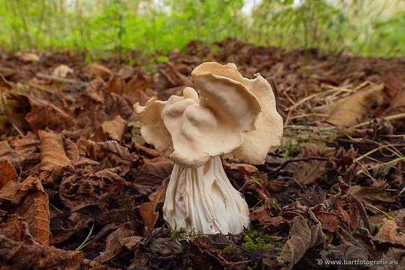 Paddenstoelen 2024-102