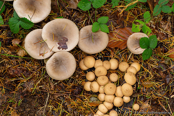 Paddenstoelen 2024-023