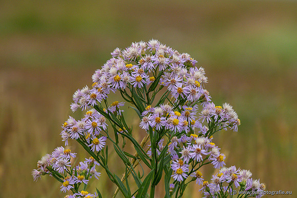Bloemen en Planten Bart Fotografie-1413