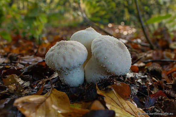 Paddenstoelen 2024-006