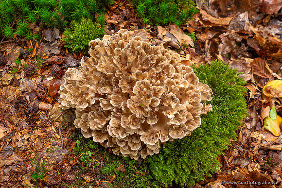 Paddenstoelen 2024-012