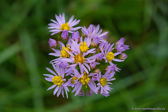 Bloemen en Planten Bart Fotografie-1412