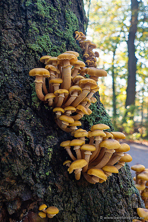 Paddenstoelen 2024-027