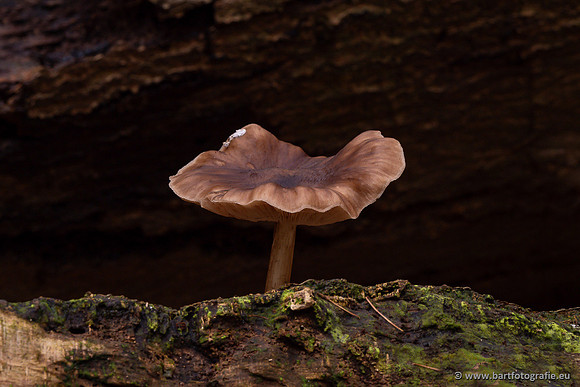 Paddenstoelen 2024-127