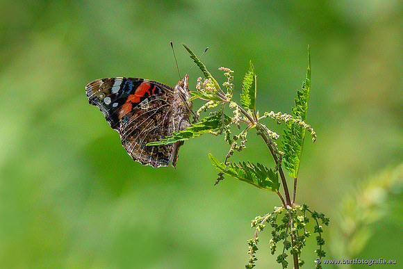 Bart Fotografie Vlinders-991