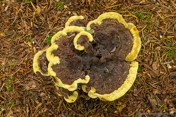 Paddenstoelen 2024-011