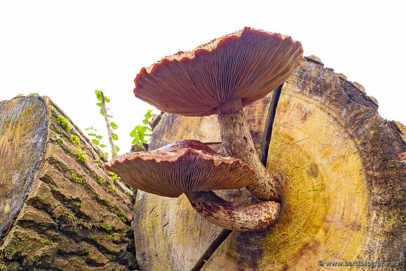 Paddenstoelen 2024-112