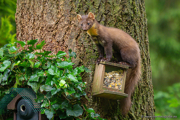 Zoogdieren, Bart Fotografie-460