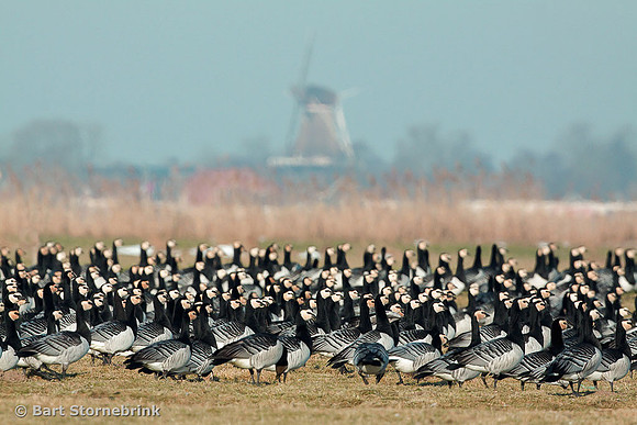 Zoom-eens-uit-12