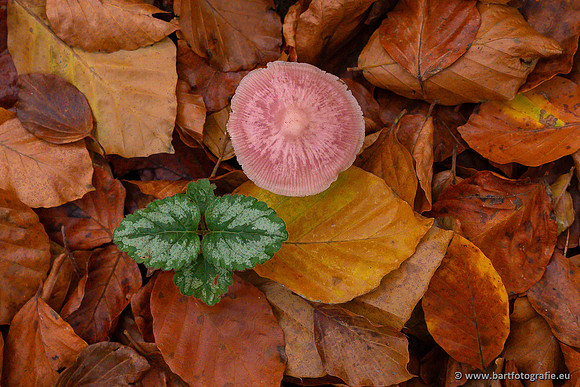 Paddenstoelen 2024-118