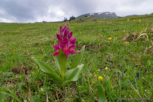 Ariège, Frankrijk, mei 2022, Bart Fotografie-462