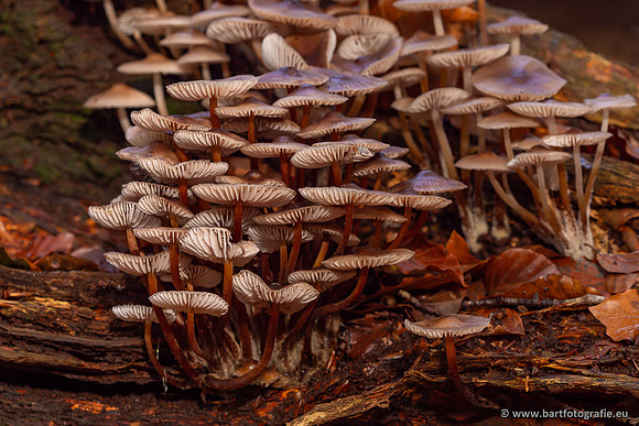 Paddenstoelen 2024-056