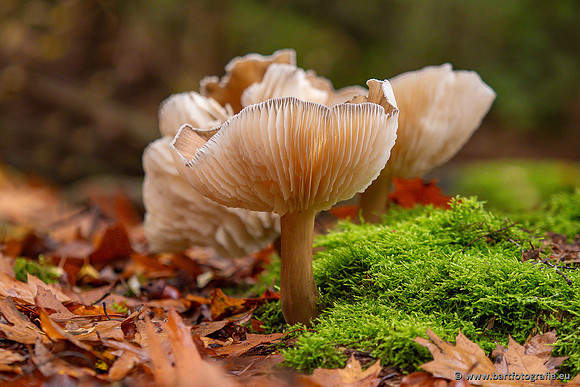 Paddenstoelen 2024-024